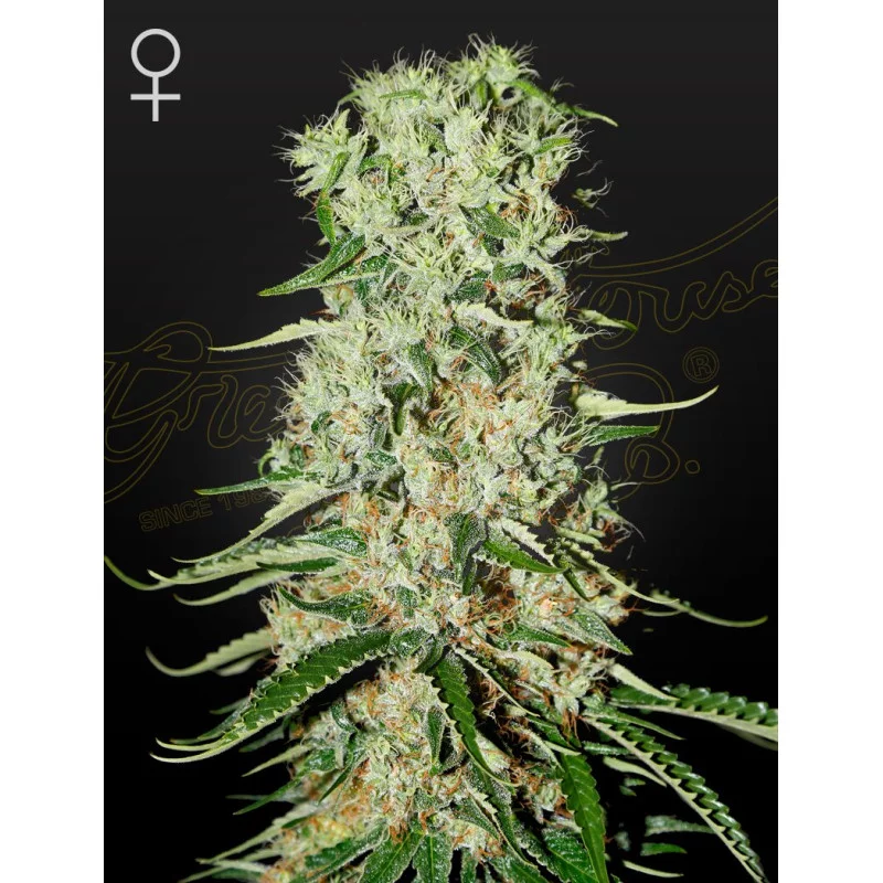 Damnesia | 60% SATIVA – Green House Seeds