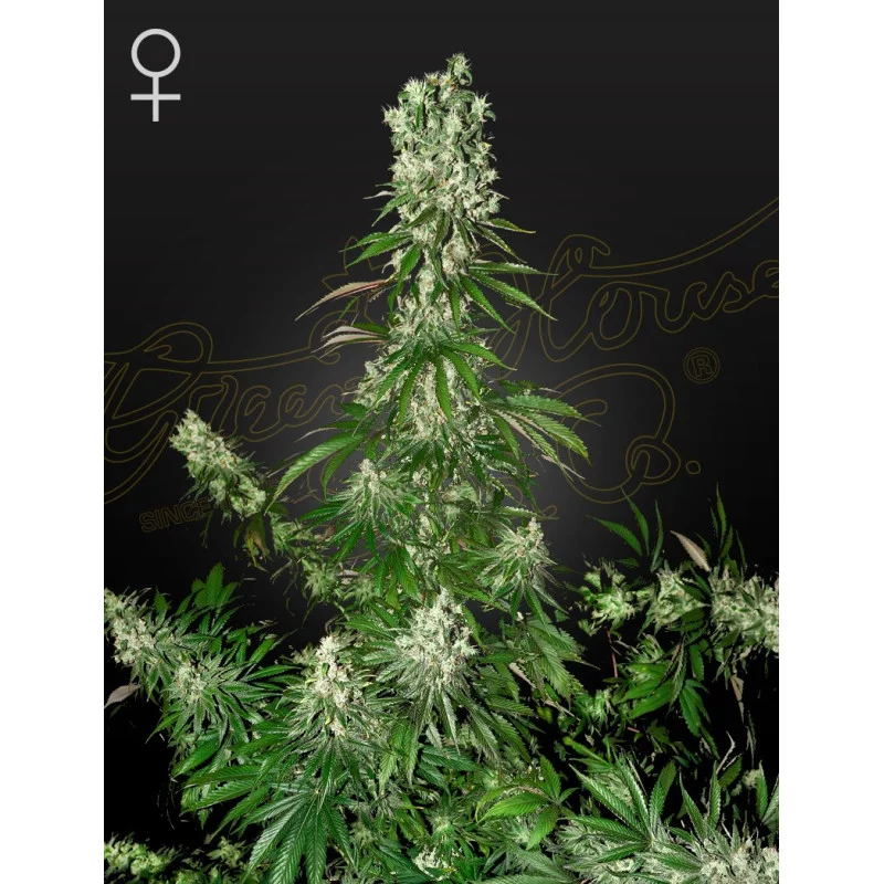 White Strawberry Skunk | 50/50 HYBRID – Green House Seeds