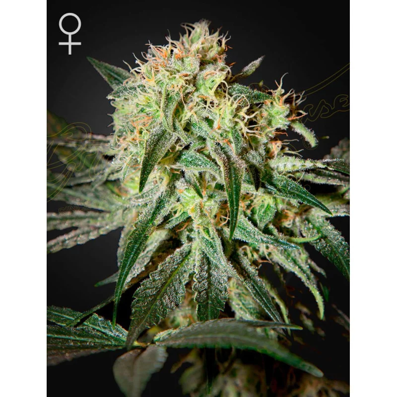 Damn Sour | 60% SATIVA – Green House Seeds