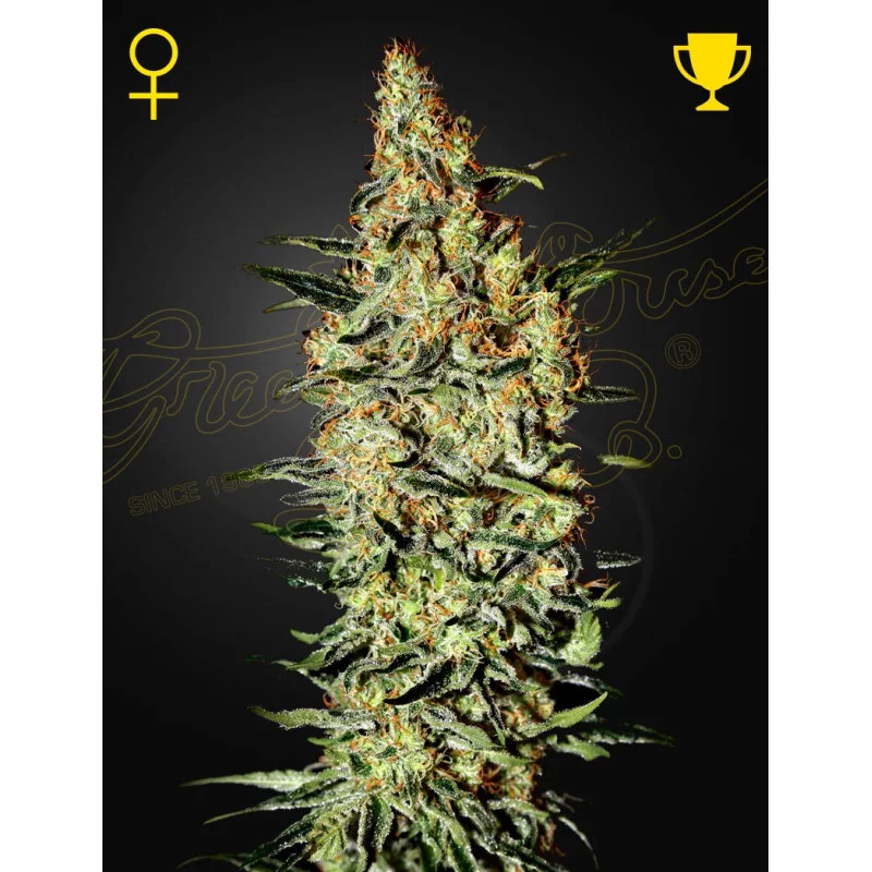 Neville’s Haze | 90% SATIVA – Green House Seeds