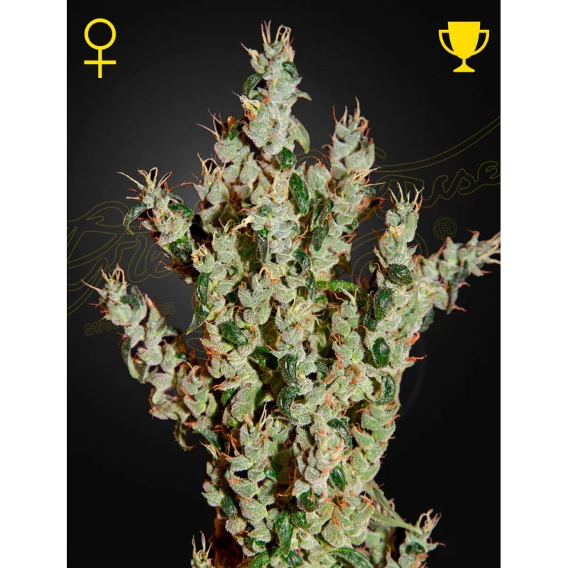 NL5 Haze Mist | 70% SATIVA – Green House Seeds