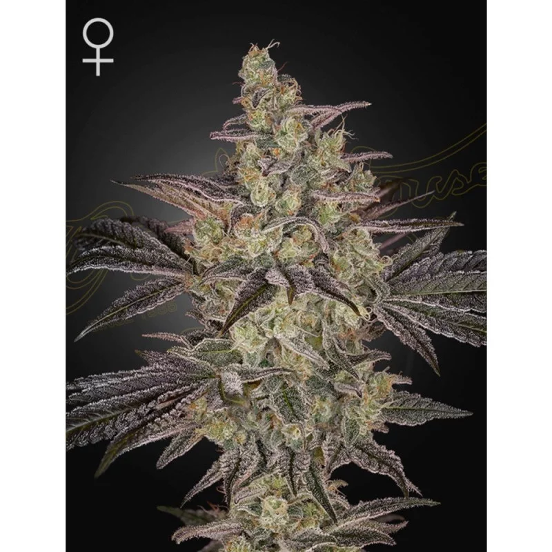 Frosted Guava Auto – 60% INDICA | Green House Seeds, detail květ