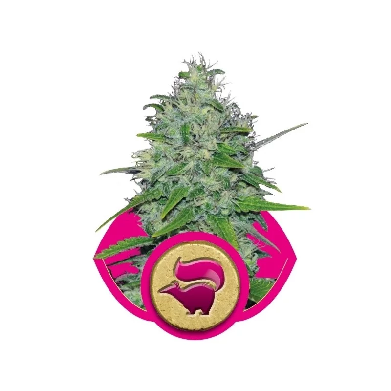 Skunk  XL -  Royal Queen Seeds - feminizovaná semínka konopí