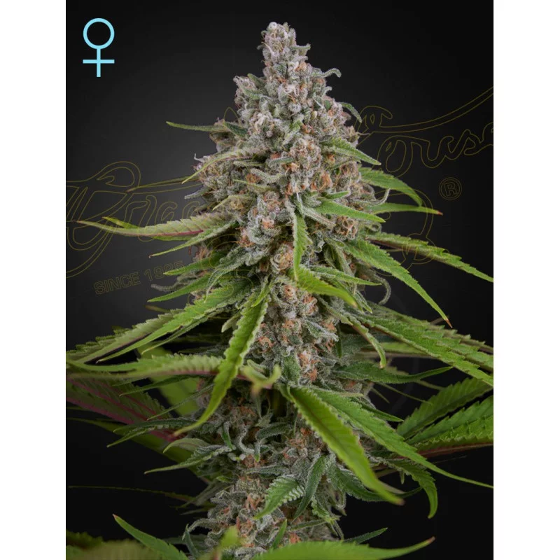 CBD Deep Candy | 60% INDICA / 15% CBD – Green House Seeds