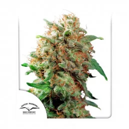 Mazar ®  - Dutch Passion - regulovaná semínka - 10 ks