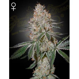 HighCloudZ - HYBRID 50/50...