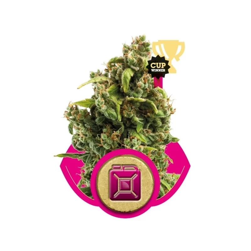 Sour Diesel - Royal Queen Seeds - feminizovaná