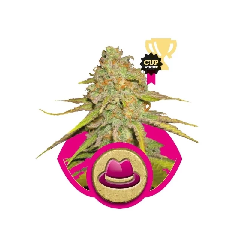 O.G. Kush - Royal Queen Seeds - Feminizovaná