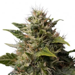 Royal Moby - Royal Queen Seeds - feminizovaná semena konopí