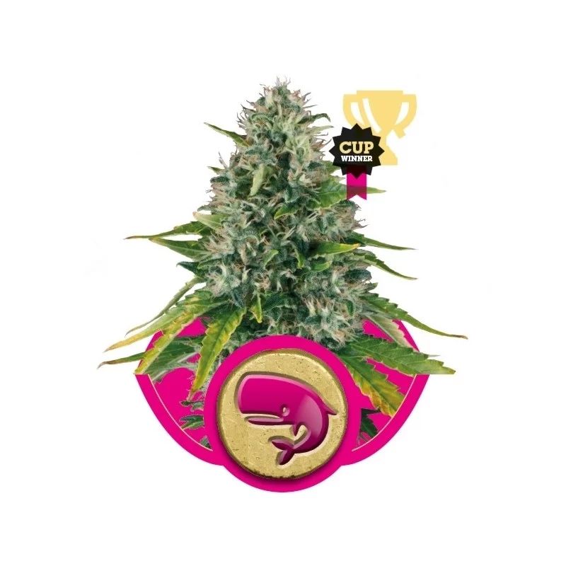 Royal Moby - Royal Queen Seeds - feminizovaná semena konopí
