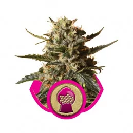 Bubblegum XL-Royal Queen Seeds Feminizovaná semena Mariuhany