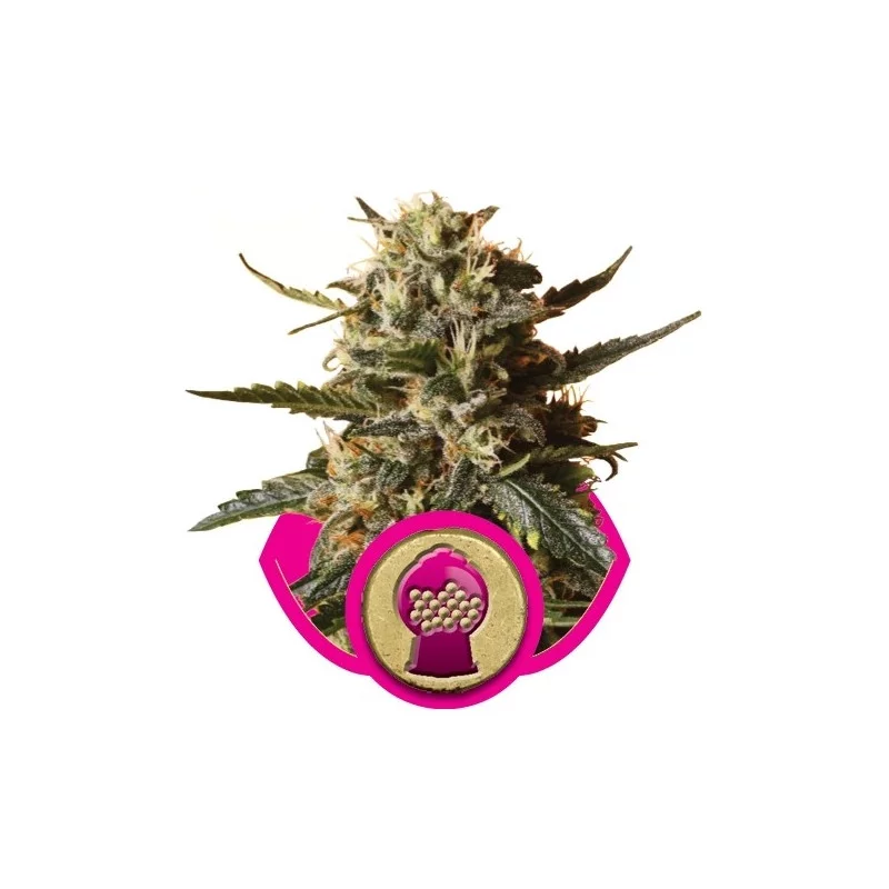 Bubblegum XL-Royal Queen Seeds Feminizovaná semena Mariuhany