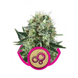 Bubble Kush-Royal Queen Seeds Feminizované semeno mariuhany