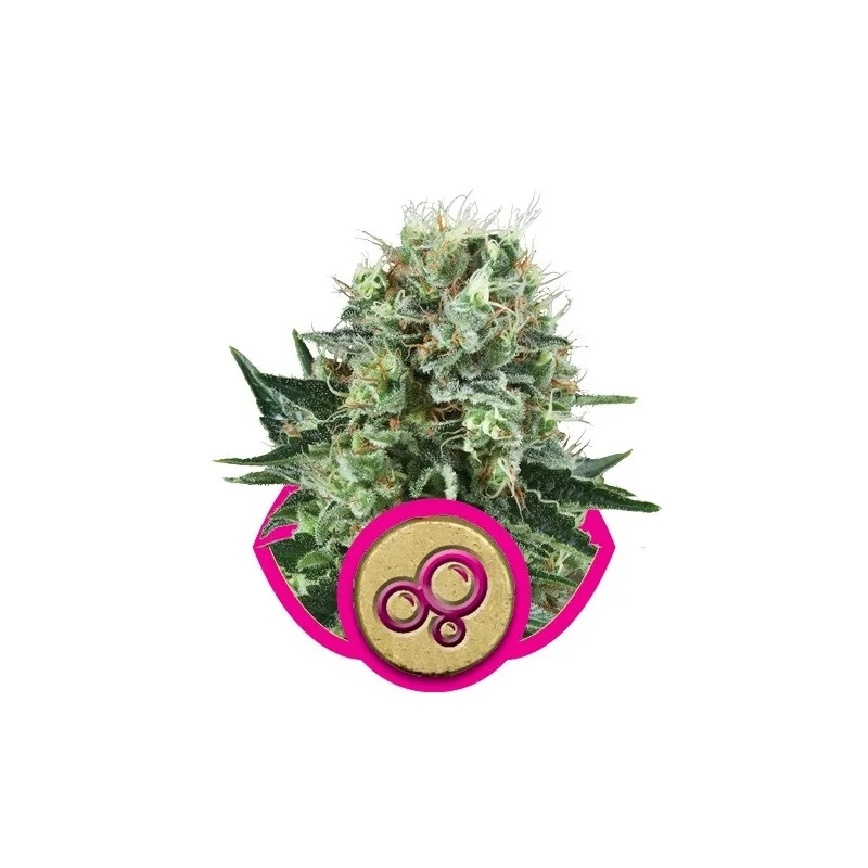 Bubble Kush-Royal Queen Seeds Feminizované semeno mariuhany
