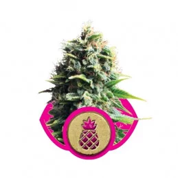 Pineapple Kush-Royal Seeds feminizovaná semena mariuhany