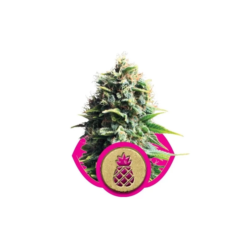 Pineapple Kush-Royal Seeds feminizovaná semena mariuhany