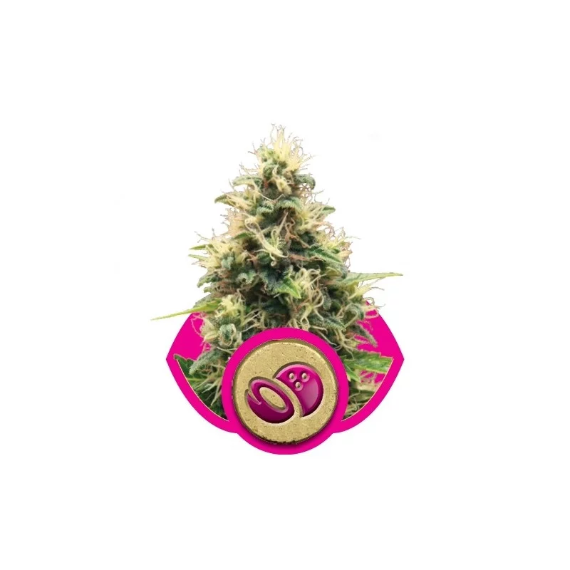Somango XL-Royal Queen Seeds feminizovaná semena Mariuhany