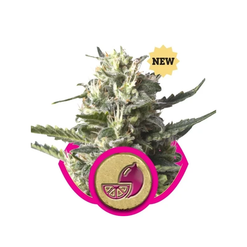 Lemon Haze-Royal Queen Seeds feminizovaná semena Mariuhany