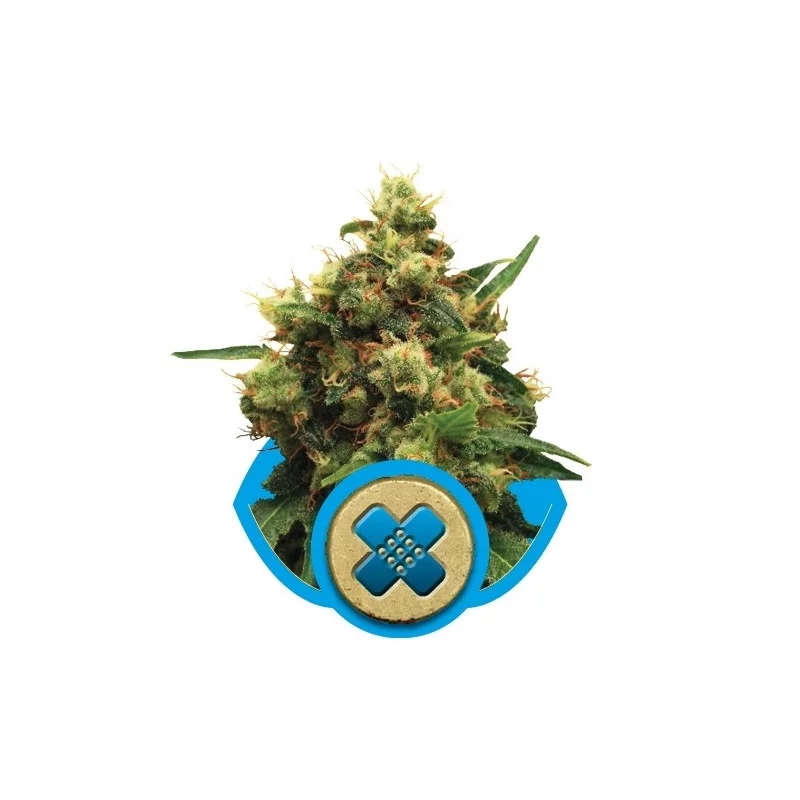 Painkiller XL-Medical