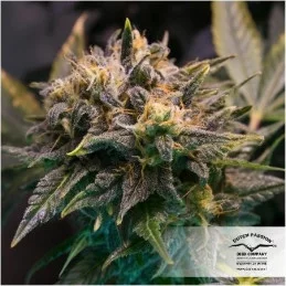 Strawberry Cough ® - feminizovaná semínka konopí - Dutch Passion
