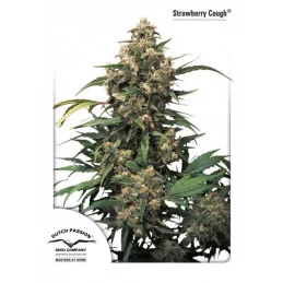 Strawberry Cough ® - feminizovaná semínka konopí - Dutch Passion