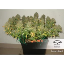 Strawberry Cough ® - feminizovaná semínka konopí - Dutch Passion