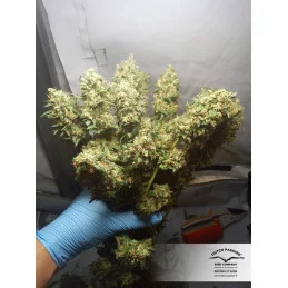 The Ultimate ®  - feminizovaná konopná semínka - Dutch Passion