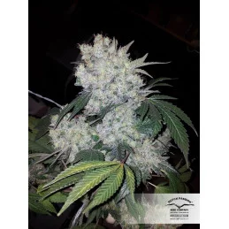 White Widow - feminizovaná semena konopí - Dutch Paisson