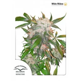 White Widow - feminizovaná semena konopí - Dutch Paisson