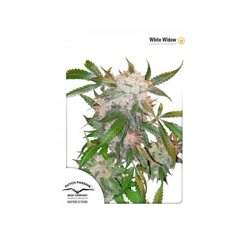 White Widow - feminizovaná semena konopí - Dutch Paisson