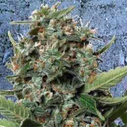 Auto Pilot XXL fem.auto - autoflowering -  Ministy of Cannabis