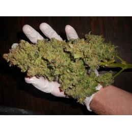 Cream Caramel F1 Fast Version® - Sweet seeds