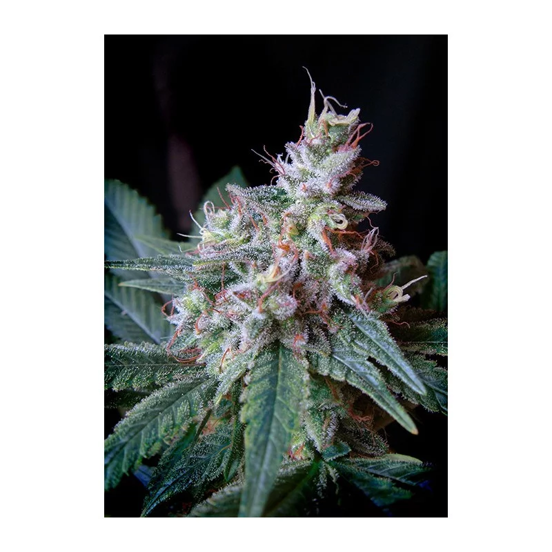 Cream Caramel F1 Fast Version® - Sweet seeds - květ