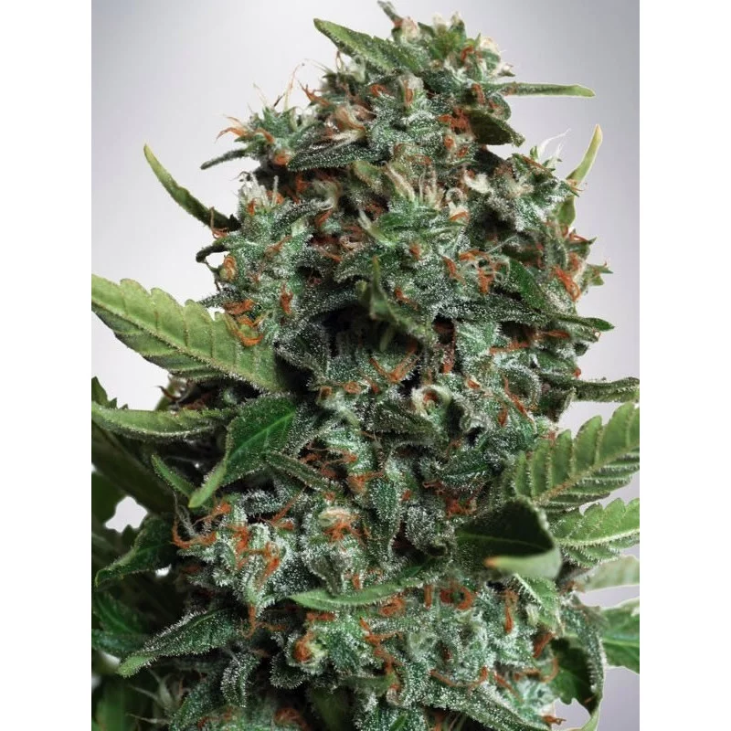 Auto Pilot XXL- fem.auto - autoflowering -  Ministy of Cannabis
