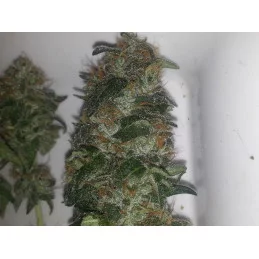 Bubble Kush - Royal Queen Seeds Feminizované semeno mariuhany