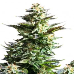 Amnesia Haze Automatic - Royal Queen Seeds - autoflowering