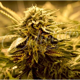 Sugar Black Rose AUTO - Delicious seeds - WWW.SEEDS-BANK.CZ