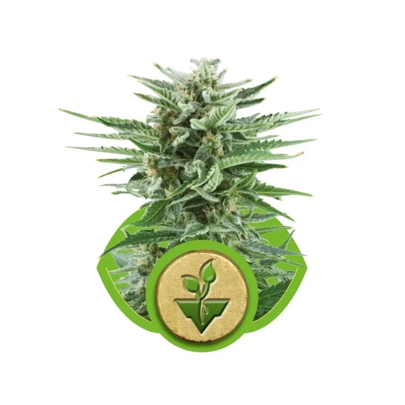 Easy Bud - Royal Queen Seeds - autoflowering 