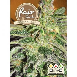 White Critical  - Fair Seeds - feminizovaná semena