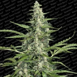 PANDORA - Paradise Seeds - WWW.SEEDS-BANK.CZ JIHLAVA