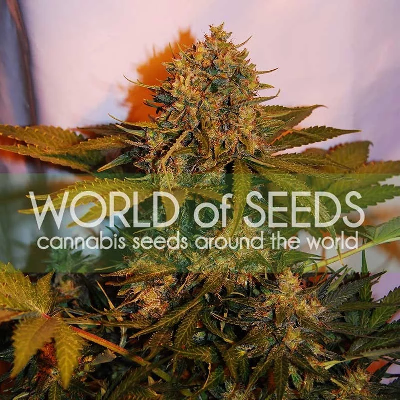 Northern Light x  Big Bud - Word of seeds - atoflowering