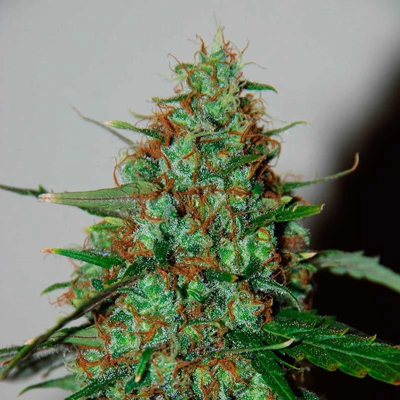 Wild Thailand Ryder - Word of seeds - atoflowering