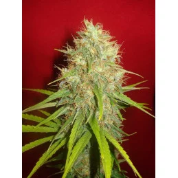 Afgan Kush X Skunk - World of seeds - květ