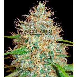 Afgan Kush X Skunk - World of seeds - palice