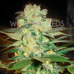 Afgan Kush X White Widow - Worl of Seeds - indica květ