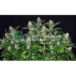 Mazar X White Rhino - World of seeds - léčebná semena