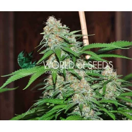 Mazar X White Rhino - World of seeds - léčebná semena