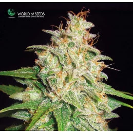 Mazar X White Rhino - World of seeds - léčebná semena