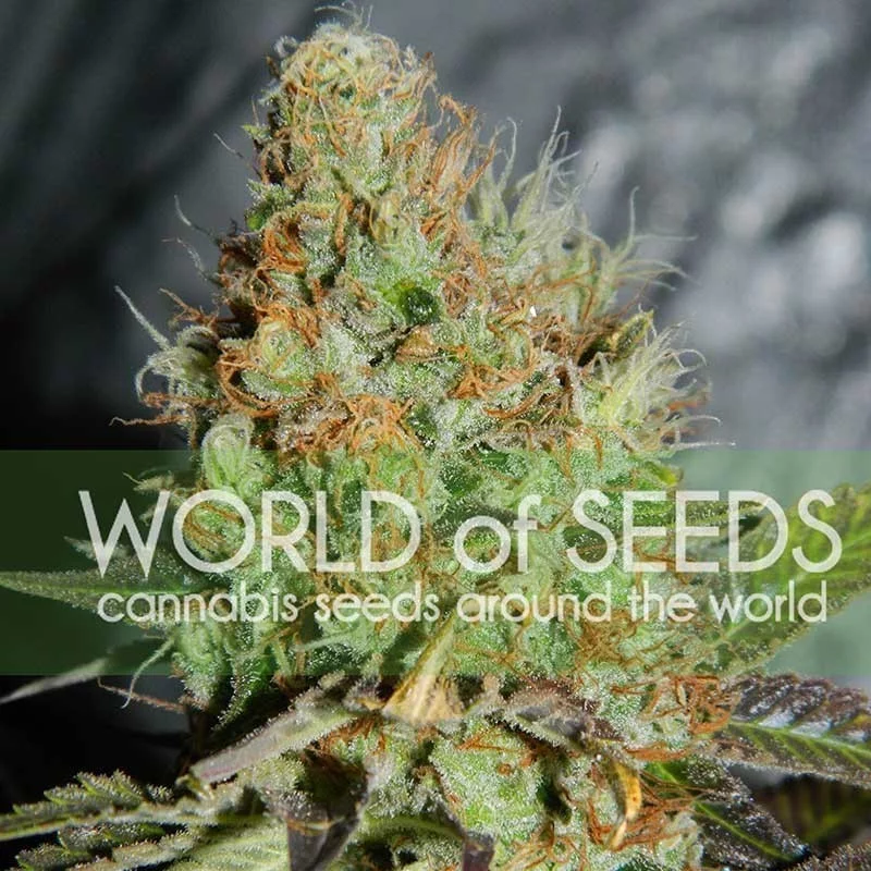 Afgan Kush Special - World of Seeds - feminizovaná semena