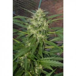 PANDORA - Paradise Seeds - WWW.SEEDS-BANK.CZ JIHLAVA
